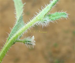  Flowering shoot